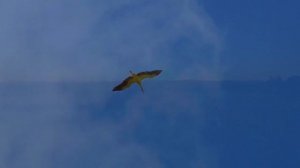 Песня: С. Трофимов. Хор "Плёсково". Дирижер Д. Гемусова