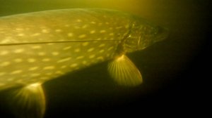 Подводные хулиганы. Щука.