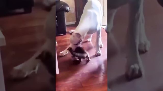 Кошачий нокаут! 🐈🥊Кошачий нокаут! 🐈🥊 #cat #funny #кот #shorts