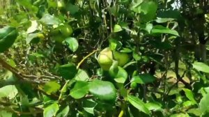 Груши в Бразилии