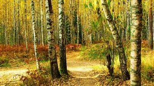 Белая березонька плакала. (Караоке, минус)