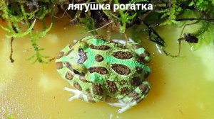 Кормление Василисы 02.10.24 #кормление_лягушки_рогатки #рогатка_кранвелла_чакская_лягушка