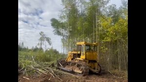 Бульдозер Т 170 чистка просеки от поросли…деревья выше линии проводов…