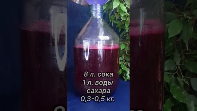 Виноградное вино в домашних условиях🍇🍷🍾👍🏼