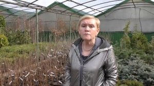 Начало садово-огородного сезона. Немного о плодовых деревьях.