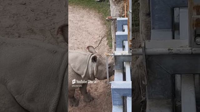 Семья носорогов. Милые и чувственные. Парк Фота Уайлдлайф, Ирландия. Rhinoceros family