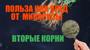 Все, что вы не знали о Кормилице Микоризе. Биотехнологи показывают и рассказывают