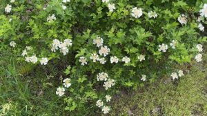 Как цветут разные калины в Егорьевском питомнике Никитенко Александра