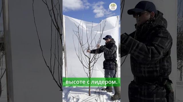 Весенняя обрезка яблони за 1 минуту #shorts