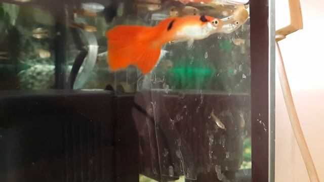 Гуппи хотят есть смотреть онлайн