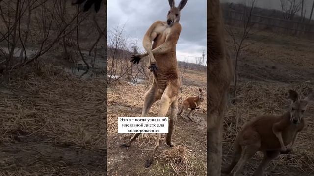 Диета при выздоровлении. #гнм #германскаяноваямедицина #психосоматикаболезней