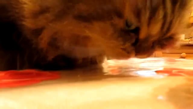 АБДУЛОКОТ ЖРЁТ МАСЛЯТ смотреть онлайн