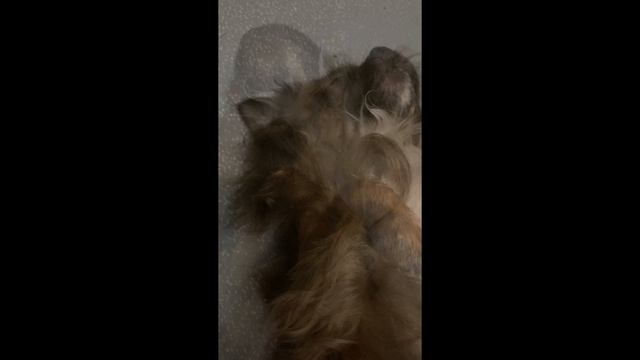 Как спит и храпит чихуахуа смотреть онлайн