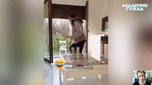 Попробуй не засмеяться, засмеялся ли ты - 1
