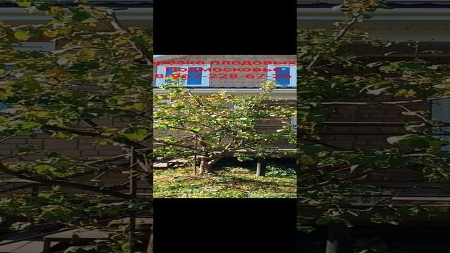 яблони они такие разные, но правильная обрезка для них одна