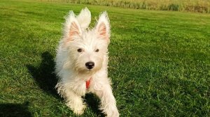 Вокруг дачи