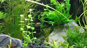 Молодые вуалевые кардиналы