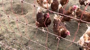 Ферма в Германии.Мобильный курятник и выгул.