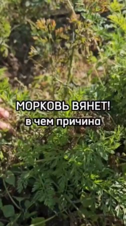 ШОК! Причины, по которым урожай моркови маленький!