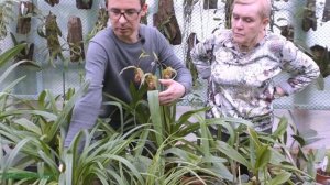 Орхидея Фрагмипедиум (Phragmipedium)
