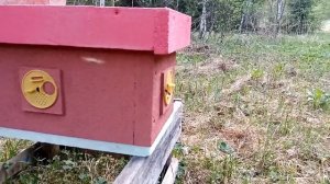 Беда матководов,слёт нуклеусов я этого избежал.