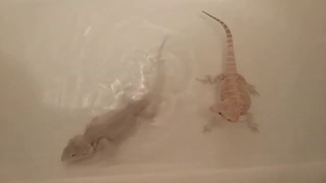 Зеро бородатые Агамы принимают ванну. Лунтик не в настроении смотреть онлайн