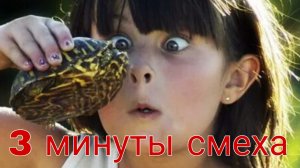 Мяу-моменты: коты и их удивительные привычки.