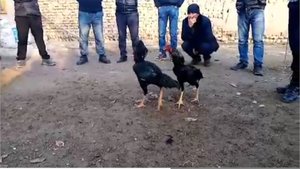 петушиные бои