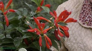 Колумнея и Эсхинантус (Цветение)