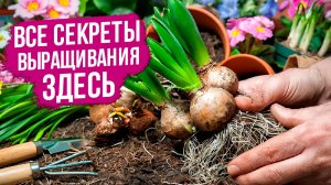 Секреты выращивания луковичных цветов! Обильное цветение вам обеспечено.