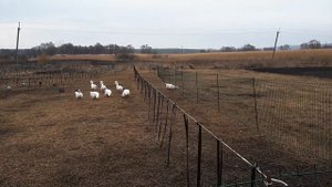 Как мы защищаем домашнюю птицу от ястреба