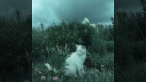 DAKOOKKA-Давай,не ссы speed up