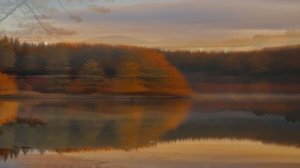 Черный лебедь (Ж)