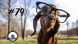 ПРИКОЛЫ С ЖИВОТНЫМИ ДО СЛЕЗ / Смешные КОТЫ / Приколы с ДОМАШНИМИ ПИТОМЦАМИ / Funny ANIMALS video#79