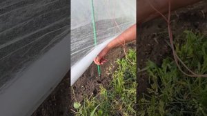 парник своими руками / 2 лайфхака при установке парника / ветер не страшен / дешевый парник /