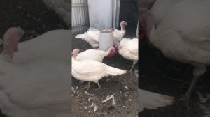 Хайбрид Конвертер 120 дней