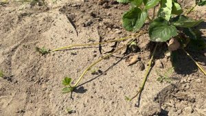 Про саженцы клубники в Егорьевском питомнике Никитенко Александра