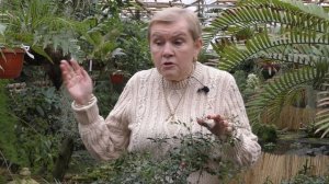 Муррайя — выращивание и уход в домашних условиях.