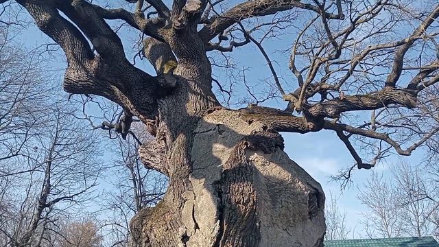 La Stejarul Lui Stefan Cel Mare Din Satul Cobilea Raionul Soldanesti смотреть онлайн