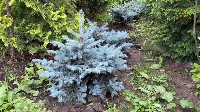Ель колючая Глаука Глобоза (Glauca Globosa). Обзор