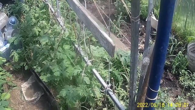 Как делать  Зелёное Удобрение из крапивы.