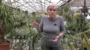 Бокарнея (Нолина) Уход в домашних условиях.