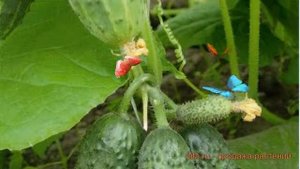 Огурец обыкновенный Тонус 🌿 обыкновенный огурец Тонус обзор: как сажать, семена огурца Тонус