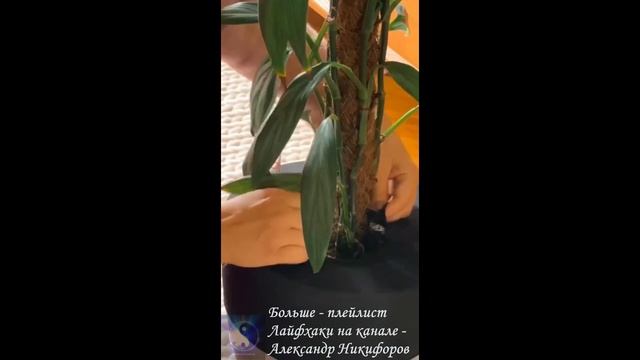 Лайфхак. Защищаем цветы от котов