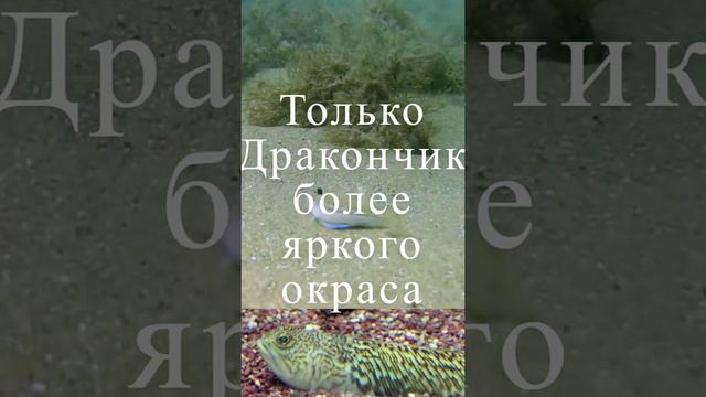 Дракончик, опасна ,эта рыбка, похожа на бычка. Обитает в чёрном море, ядовитая!