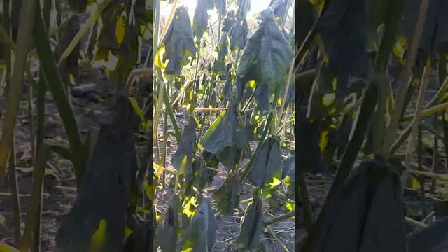 Павловния после заморозка -1°С. смотреть онлайн