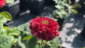 Роза чайно гибридная Ред Монстр (Red Monster). Обзор