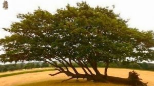 ЖАРЬТЕ КАРТОШКУ || ЭССЕ || ЛИЛЯ ГРАД