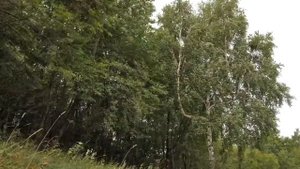 Наблюдаю за ветром