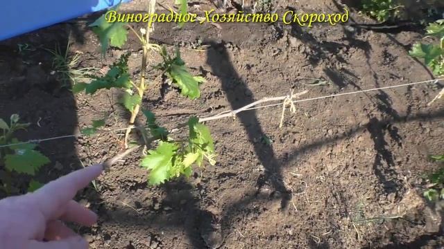 Формирование молодых кустов винограда: весенняя обломка побегов на 3-й год вегетации